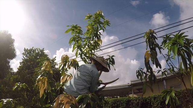 'Valencia Pride' to 'Ice Cream' Mango Top Work Project Update (December 2018) смотреть онлайн