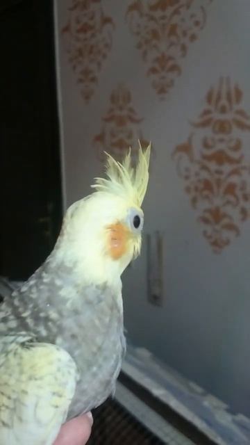 #pets #petbird #shorts #parrot  ❤🐦