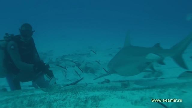 Bull sharks. Full HD video. смотреть онлайн