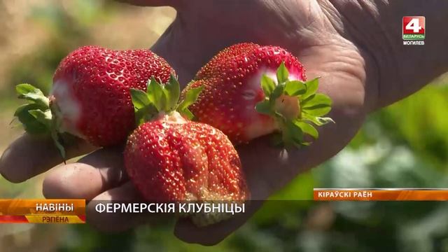 Урожай клубники собирают в «Саньков-Агро» в Кировском районе смотреть онлайн