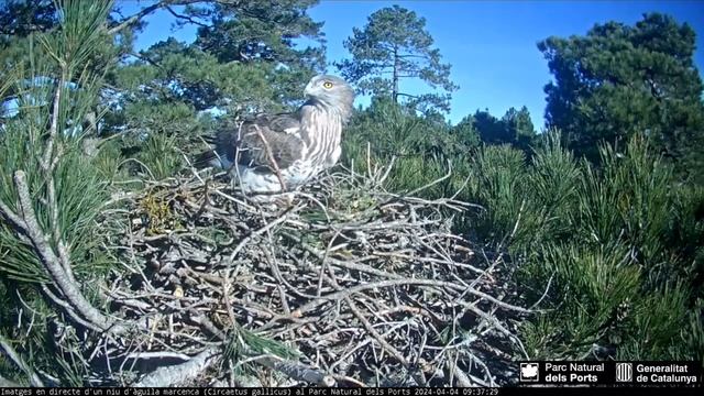 Орлы-змееяды в Испании 🌞🦅🦅