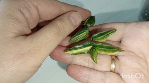 Традесканция. Сорта гибазисов