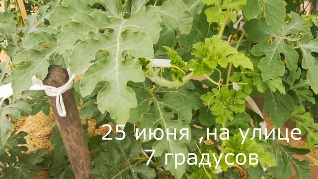 Обзор арбузы Север Кировской области в июне 2019 смотреть онлайн