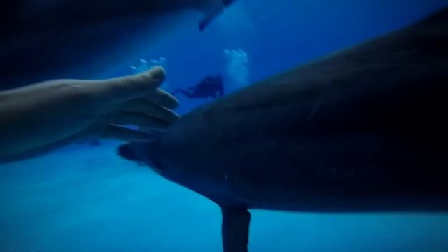 дельфины 🐬🐬🐬 смотреть онлайн