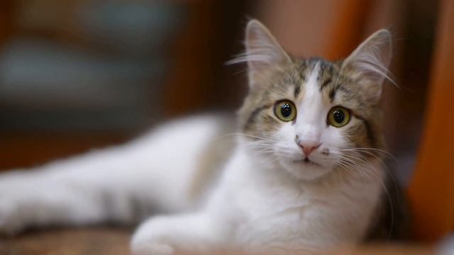 Косолапиха Дуся 2 смотреть онлайн
