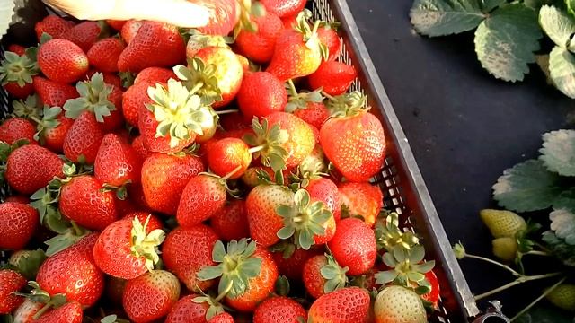 Последствия ночных заморозков на клубнике смотреть онлайн