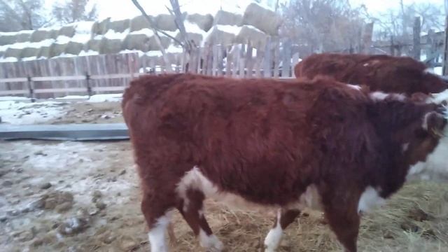 Покупка нетели, мясного направления,на что обратить внимание! смотреть онлайн