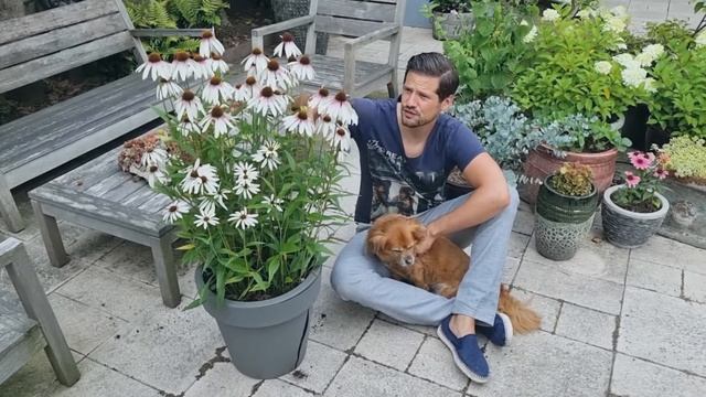 4-years old echinacea Pretty Parasols: what a champ! смотреть онлайн