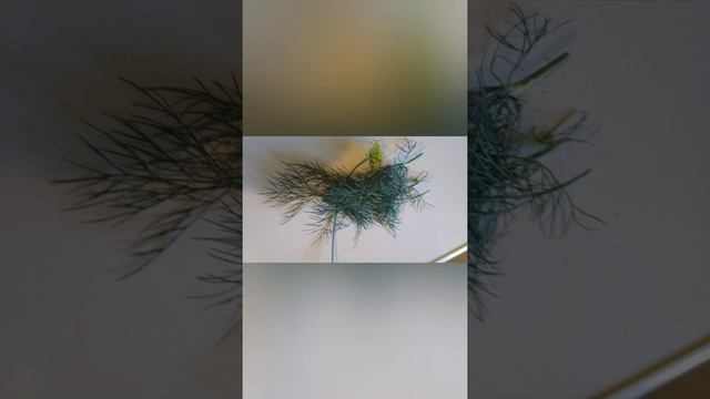 Slăbește cu mărar,,,,, poti da pana la 5 kg intr-o luna! смотреть онлайн