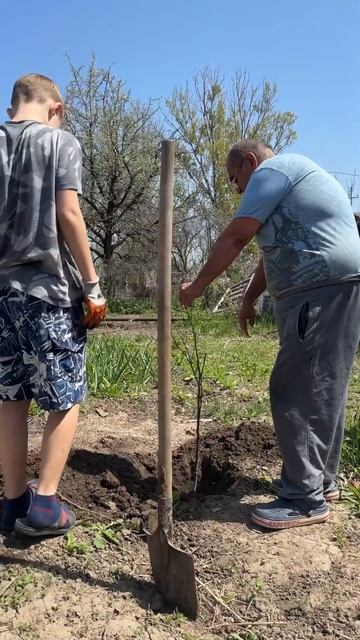 Ален посадил свое первое дерево Грушу. #Ален #семья #алматы смотреть онлайн