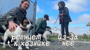 Смогут ли подружится два разных собачьих характера?! / Помощь приехала откуда не ждали!