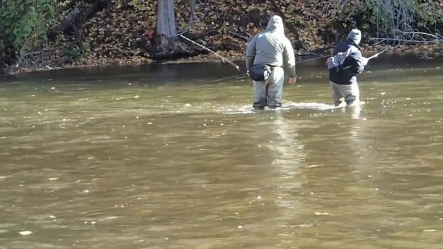 Nicky's Trophy Brown