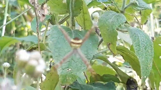 LABA LABA BERBENTUK X Argiope keyserlingi смотреть онлайн
