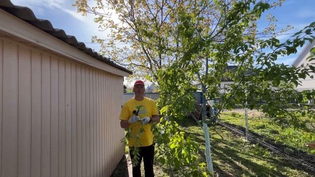 Галловый клещ.Как бороться?Чем обработать?