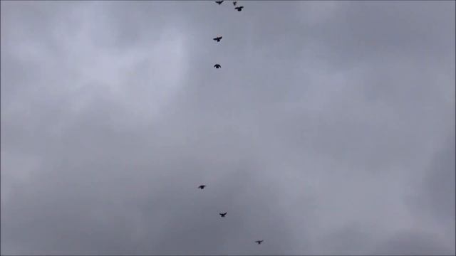 голуби 16.11.17г с Василием. смотреть онлайн