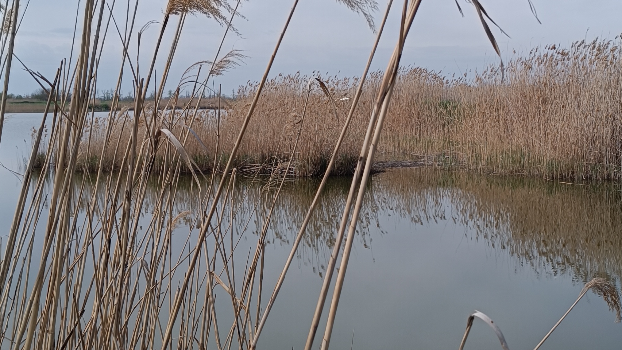 Маленькая речка! 20.04.2025г.#Кубань#канал#природа#весна