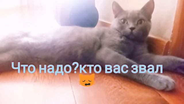 Британский котенок не в понятке смотреть онлайн