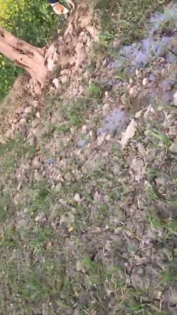 Goshawk Hunting In Pakistan Please Watch Full Video Amezing Video Vireltrube#goshawk-shunting