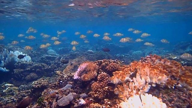 Convict Surgeon Fish Schooling смотреть онлайн