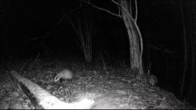 Nachts Im Wald/Ночью в лесу /At Night In The Forest /De Noche En El Bosque /