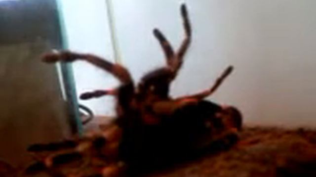 Brachypelma Smithi-Svlek