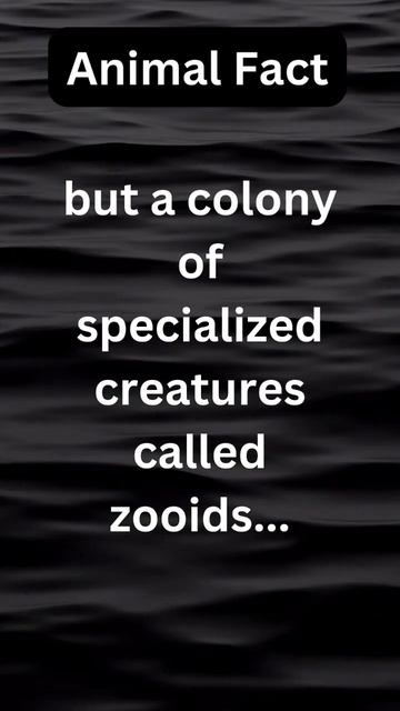 The man-of-war is... #shorts #facts #randomfacts #science #ocean #biology #life #animals #short смотреть онлайн