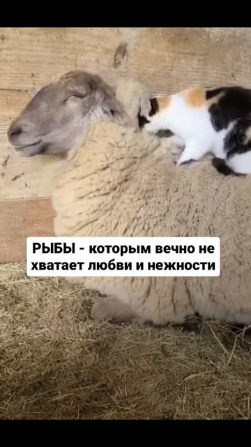 котики смотреть онлайн