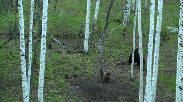 ськмка медведей смотреть онлайн