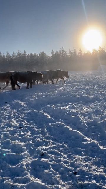 Кормление лошадей зимой в -50🥶 (Якутия) смотреть онлайн