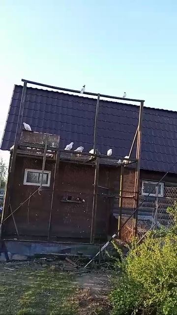 🌿🎄 смотреть онлайн