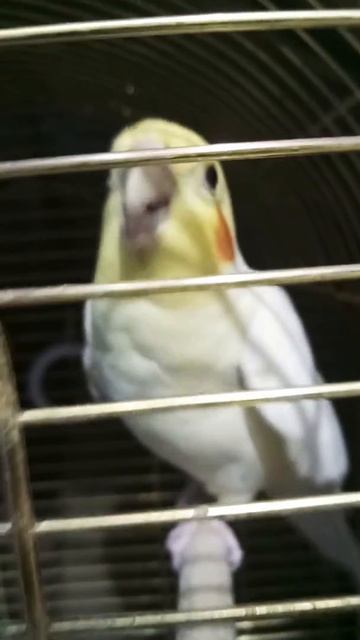 Попугай Корелла пытается разговаривать