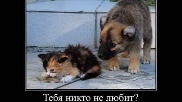 Будьте человечнее! Не обижайте их! Серёжка Сергей. смотреть онлайн