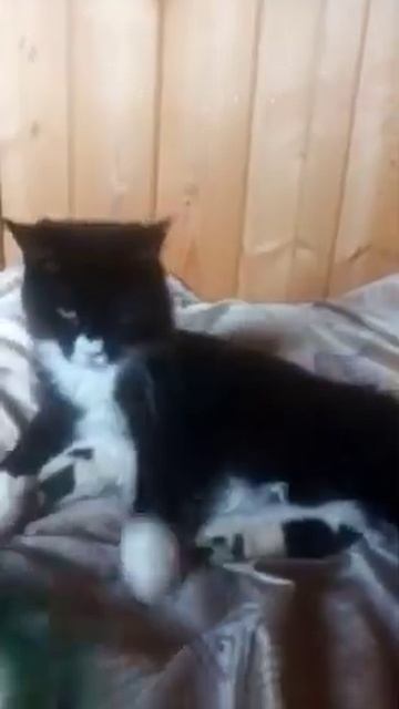 Красотка. смотреть онлайн