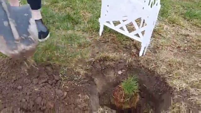 Акція "Висадження кедрів" смотреть онлайн