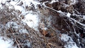 Охота на енотовидную собаку , установка капканов на енота.. первый выход в новом сезоне.