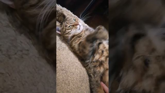 А я думала сова... #живопись #интерьернаякартина #картинамаслом #художник #картинаназаказ #совы #ар смотреть онлайн