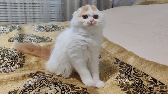 кошечка вислоушка смотреть онлайн