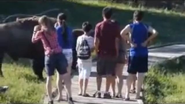 Angry Bison Chases Kid!