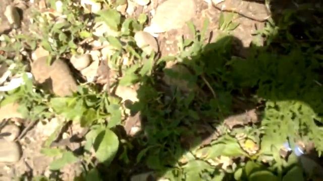 тест мачете смотреть онлайн