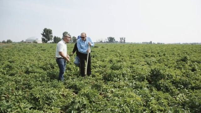 Controlling Late Blight in Potatoes with BASF смотреть онлайн