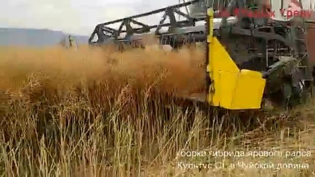 Гибрид ярового рапса Культус CL смотреть онлайн