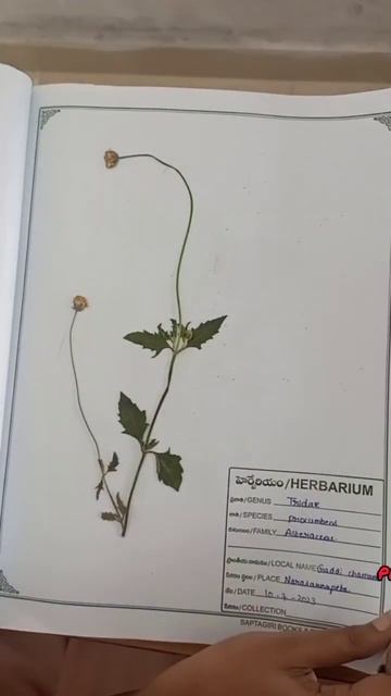 HERBARIUM |bipc| |cbz| смотреть онлайн
