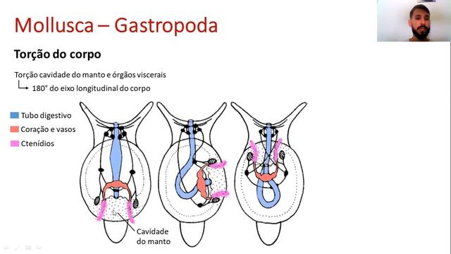 Zoologia De Invertebrados - Filo Mollusca, Parte II - Classes Monoplacophora E Gastropoda