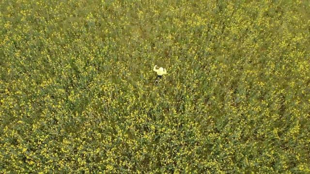 Tutto Giallo!! Il colore preferito di Orlando. Volo sopra la colza in fiore смотреть онлайн
