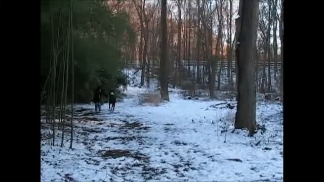 Dog Treats for large dogs like Great Danes you can make - Lueder смотреть онлайн