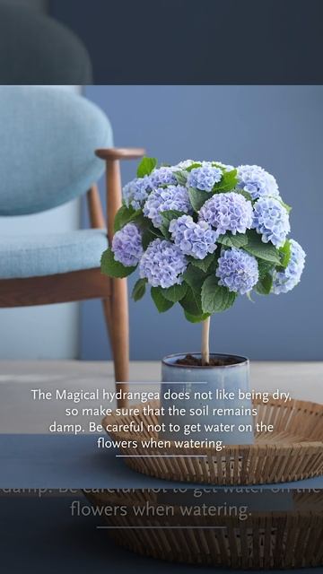 Getting your indoor hydrangea to change colour beautifully (EN) смотреть онлайн