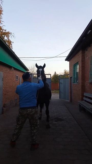 Продам Жеребчика 1,5 месяцев рост 162 см Россия Омск Вацап есть 89083140826