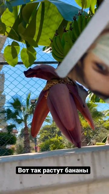 Вот так растут бананы в Алании смотреть онлайн