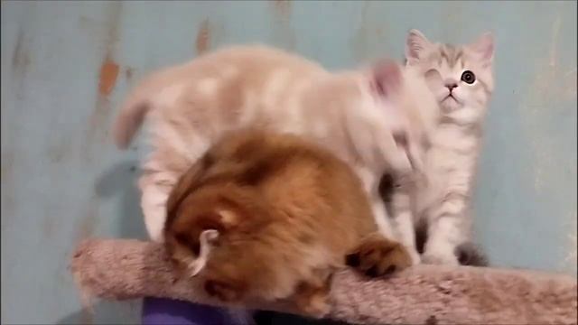 актирование котят помета "З", питомник Шотландских вислоухих кошек системы РСА-"КОСТАС" смотреть онлайн
