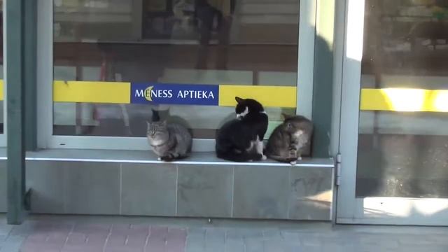 LIEPAJA... RIGA... смотреть онлайн